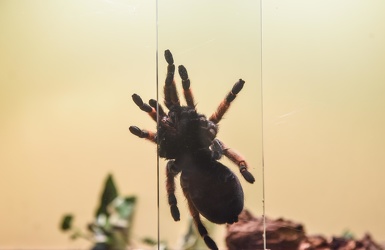 mostra spiders museo Doria 012016-0687