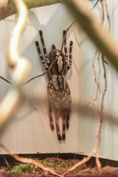 mostra spiders museo Doria 012016-0711