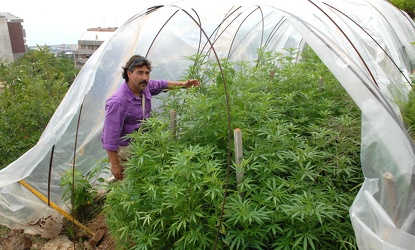 sequestro piantagione cannabis CEP Prà