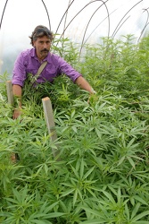 sequestro piantagione cannabis CEP Prà
