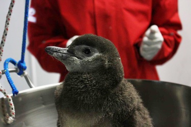 acquario GE - primo pinguino nato in cattività