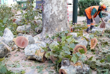Ge - taglio alberi secolari