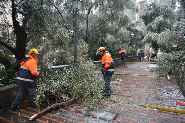 Genova - pesante nevicata durante la notte - alberi crollati pre