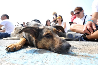 Genova - corsa non competitiva per cani e loro padroni