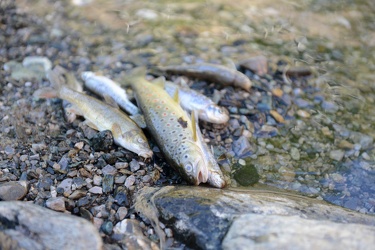 Isoverde, provincia Genova - moria di pesci causa acido cloridri