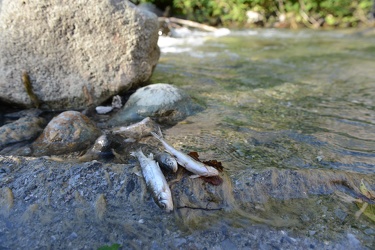 Isoverde, provincia Genova - moria di pesci causa acido cloridri