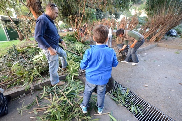 Genova, Quinto - genitori e bambini si prodigano per la potatura