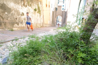 Genova - erbacce infestanti avventizie in salita Santa Brigida
