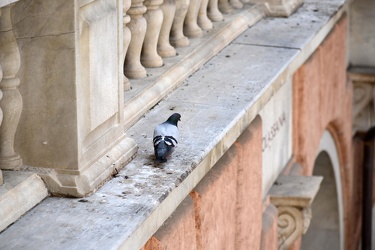 Genova - piccioni a Palazzo Tursi