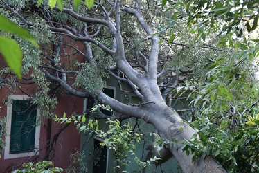 albero su case