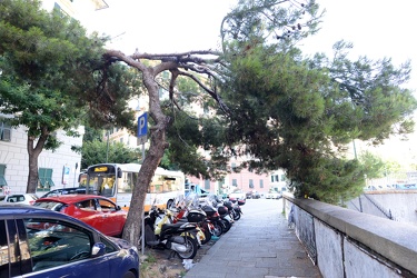 Genova - alberi pericolanti