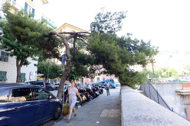 Genova - alberi pericolanti