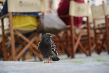 Genova - iniziativa contro piccioni esterni locali - dissuasori 