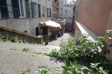 Genova - erbacce infestanti proliferano