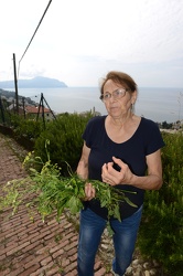 Genova, Bogliasco - la signora Gianna Tasso, esperta di erbe spo