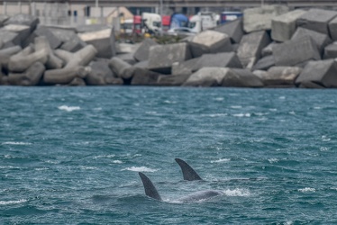 avvistamento orche porto acquario 05122019-1253