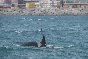 avvistamento orche porto acquario 05122019-1361