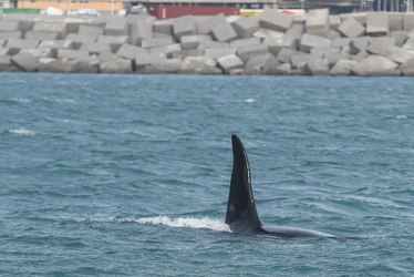 avvistamento orche porto acquario 05122019-1370