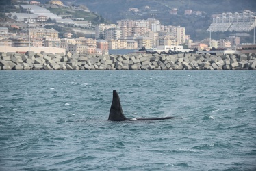 avvistamento orche porto acquario 05122019-1384
