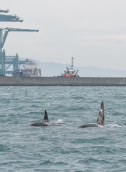 avvistamento orche porto acquario 05122019-1412-2