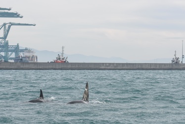 avvistamento orche porto acquario 05122019-1412