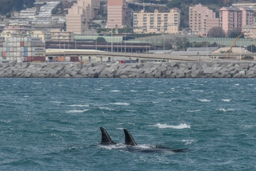 avvistamento orche porto acquario 05122019-1428