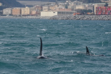 avvistamento orche porto acquario 05122019-1433
