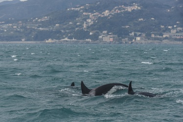 avvistamento orche porto acquario 05122019-1445
