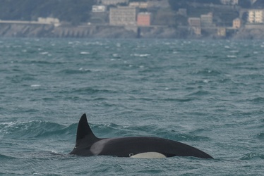 avvistamento orche porto acquario 05122019-1472