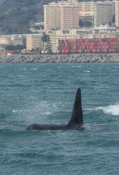 avvistamento orche porto acquario 05122019-1486