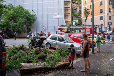 Genova, Corso Carbonara - albero abbattuto e ponteggio pericolan