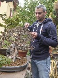 Francesco Morra bonsai 16112015-5951