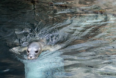 160707 foca acquario