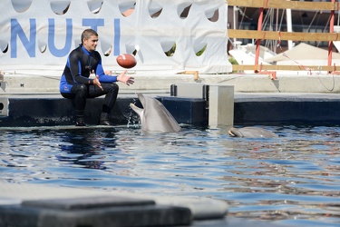 Genova, acquario - tre delfini recalcitranti a entrare nella nuo