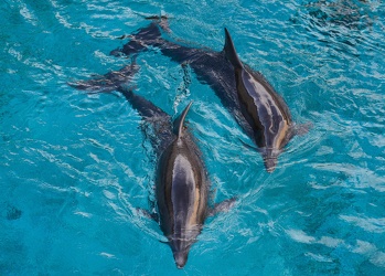 delfini rimini acquario Genova