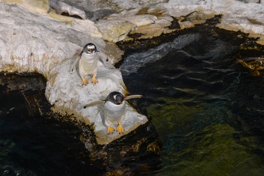 vasca pinguini Acquario
