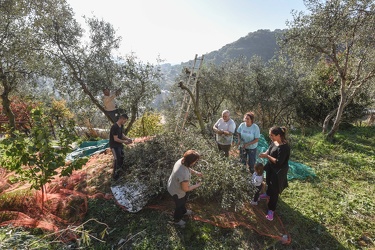 raccolta olive quezzi 112015-4508