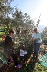 raccolta olive quezzi 112015-4517
