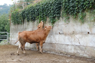 Genova Pontedecimo - fervono preparativi per fiera animali