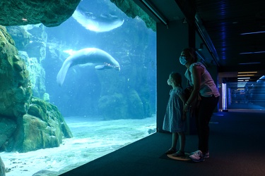 Genova - primo giorno di riapertura per l'acquario