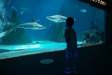 Genova - primo giorno di riapertura per l'acquario