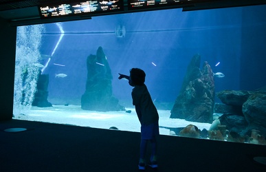 Genova - primo giorno di riapertura per l'acquario