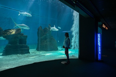 Genova - primo giorno di riapertura per l'acquario