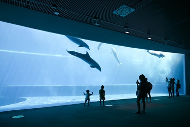 Genova - primo giorno di riapertura per l'acquario