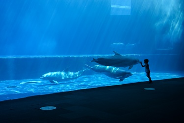 Genova - primo giorno di riapertura per l'acquario