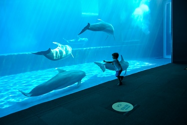 Genova - primo giorno di riapertura per l'acquario