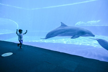 Genova - primo giorno di riapertura per l'acquario