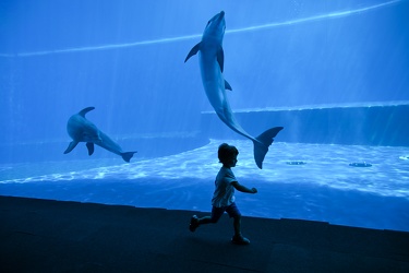 Genova - primo giorno di riapertura per l'acquario