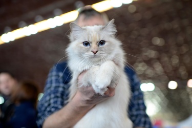 Genova, fiera padiglione B - la mostra felina, esposizione gatti