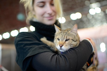 Genova, fiera padiglione B - la mostra felina, esposizione gatti